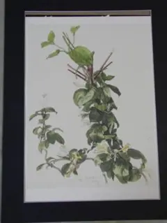 小磯良平、やまのいも、薬用植物画、版上サイン入り、新品額付 小磯良平、やまのいも、薬用植物画、版上サイン入り、新品額付 2025