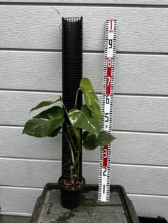 モスポール/登り棒：太さSサイズ (メルカリshops でも販売中) モスポール/登り棒：太さSサイズ (メルカリshops でも販売中