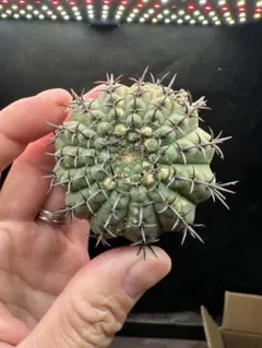 速達込み！コバ様 リクエスト 5点 まとめ商品