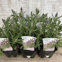 くぅー様専用です♪2鉢目価格！ラベンダー5鉢　シュシュピンク　苗　苗木　宿根草