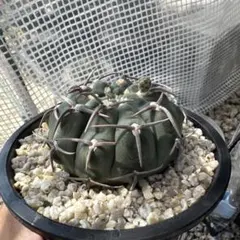 ギムノカリキウム バッテリー　実生のサムネイル