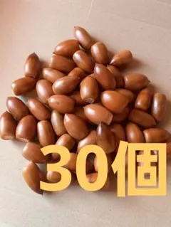 どんぐり　マテバシイ　100個