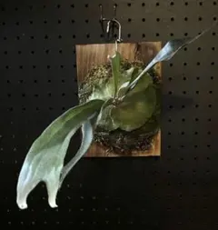 platycerium .sp【majus mix】from法花園 - メルカリ