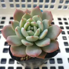 mero☆即購入OK☆様 リクエスト 3点 まとめ商品