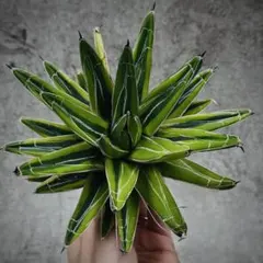 2025年最新】アガベ 笹の雪 氷山の人気アイテム - メルカリ