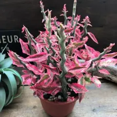 ★ポットごと♡大銀竜♡5号　ペディランサス♡竜が登る多肉植物♡ダイギンリュウ♡のサムネイル