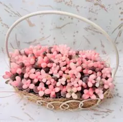 そのまま飾れるサンゴジュ錦のみのカゴバスケット寄せ植え⭐︎韓国苗