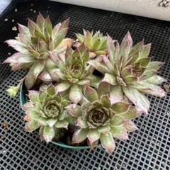 100 #観葉植物 アエオニウム錦❤️ブロンズメダル錦❤️10大頭15cm 拔