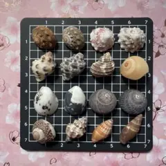 No.47 貝殻 巻貝 ミニ 小 ヤドカリ 宿替え 引越しハンドメイド素材