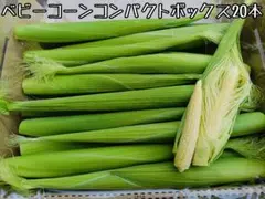 당일 아침에 수확한 베이비 콘 (어린 옥수수) ☆ 콤팩트 박스에서 직송