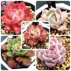 2026年最新】ジョアンダニエル 多肉の人気アイテム - メルカリ