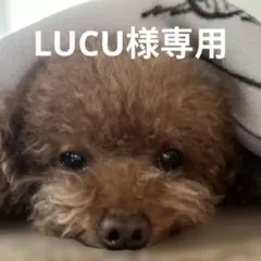 Item thumbnail for item e82483f6-2ecb-463a-baed-56fd2b3927df