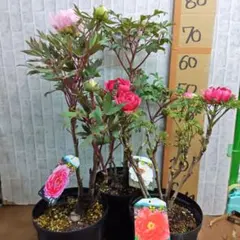 牡丹⭐️７号鉢３品種⭐️3鉢セットのサムネイル