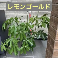 （鹿児島特産品）☺︎mopica☺︎②サワーポメロ　箱満杯詰　いちき串木野市産 鹿児島特産品）☺︎mopica☺︎様専用②サワーポメロ 箱満杯詰 いちき