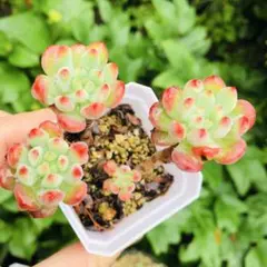 多肉植物 プレイオスピロス 紫帝玉+緑帝玉 大玉 2cm 抜き苗 2点セット