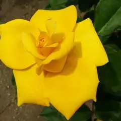 まりりん様 専用ページ