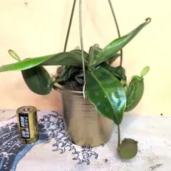 3700⤵️❇②WILD食虫植物・アンブラリア・ネペンテス・ハンギング鉢のサムネイル