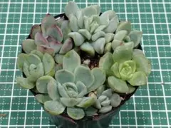 2026年最新】多肉植物 リンゼアナの人気アイテム - メルカリ