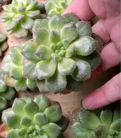 みかんかん様 リクエスト 3点 まとめ商品