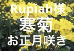 Rupiah様 リクエスト 2点 まとめ商品