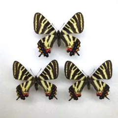 ギフチョウ5頭 岐阜県谷汲産 - メルカリ