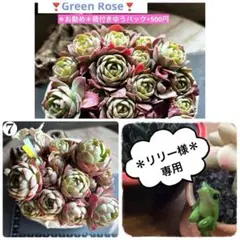 ❣️リリー様 専用❣️現品 エケベリア 寄せ植え 多肉弁当 多肉植物