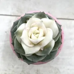 ラブリーローズ錦　白斑入り