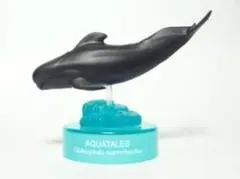 マゴンドウ／黒潮コメッコ AQUATALES～黒潮の魚たち～のサムネイル
