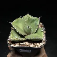 2025年最新】アガベ ジャガーノートの人気アイテム - メルカリ