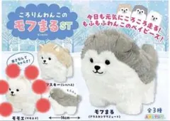 新品未使用品 ころりんわんこのモフまる　ST　サモエド　モモエのサムネイル