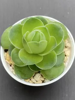エッグ　グリーノビア　抜き苗　アエオニウム　多肉植物のサムネイル