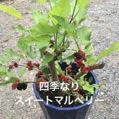 2026年最新】スイートマルベリーの人気アイテム - メルカリ