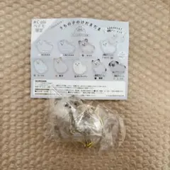 うちの子けだまだま ポメラニアン 犬のけだまだま