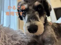 かるこ様専用です。