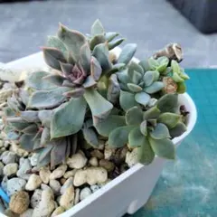 ❤️確認用❤️ミックスベリア❤️プリンセスティアラ❤️抜き苗♪札なし✨メルカリ便✨ ミックスベリア♥プリンセスティアラ♥おらいさん作出♥葉挿し