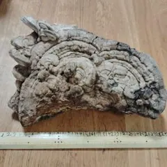 天然 サルノコシカケ 希少 インテリア 置物 大型 28cm 1,155g 高山