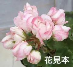 ゼラニウム ローズバット ゼラニューム デニス 花苗のサムネイル