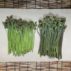 15%引き【混合】愛媛県産　青わらび＋本わらび　全部で600g