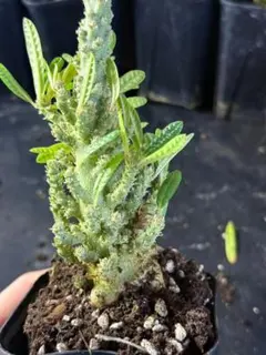 L637塊根植物 ドルステニアギガス ブラータ 大株 - メルカリ