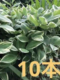 斑入り鳴子蘭　斑入　ナルコラン 　　200 株 斑入り鳴子蘭 斑入 ナルコラン 200 株