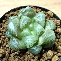 D23多肉植物 ハオルチア 快克 糊斑 縞斑 鮮明錦 極上斑 12株セット/検