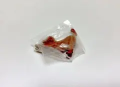 Nobism #のびズム Season３ トイプードルののびズム