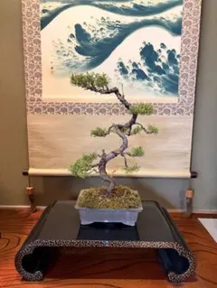 枯れ木】真柏 盆栽 素材 シャリ ジン 小品盆栽 - メルカリ