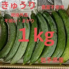 きゅうり　１kg　農薬不使用　規格外品　不揃い　色ムラ　まがり　岩手県産のサムネイル
