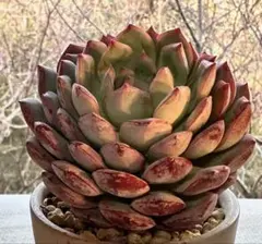 み*;様 2848新入荷　エメラルドワルツ　エケベリア　多肉植物　撮影2月15日