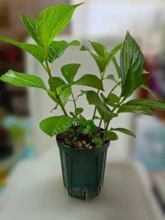 【手渡し・東京都町田市】紫陽花　ダンスパーティ　鉢植え　【発送×】状態よし
