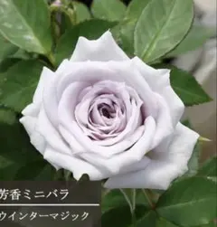 杉田二郎様 リクエスト 2点 まとめ商品