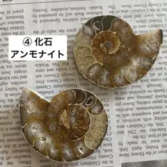 アンモナイト 化石 マダガスカル産 標本 ハーフカット ペアセット