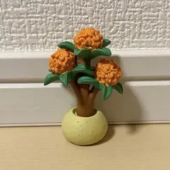 デコレ コンコンブル 金木犀 鉢植え