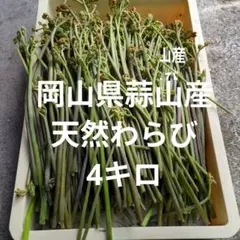 特別価格岡山県蒜山産 天然わらび 4キロ以上